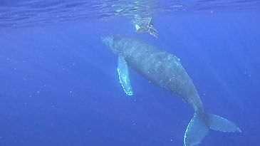 Mom and her calf- Humpback Whales